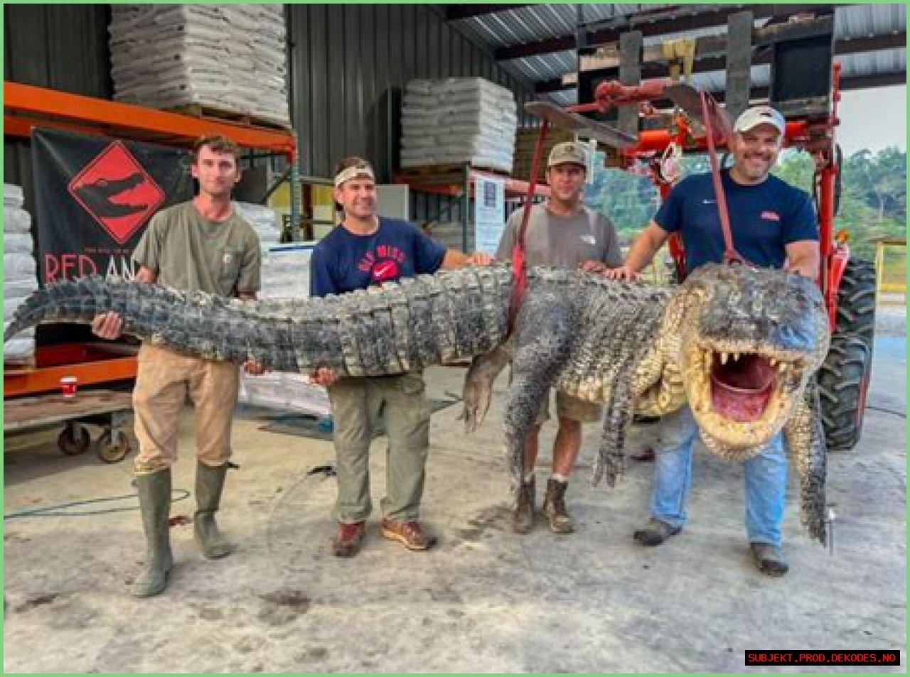   Swamp People: How much do alligator hunters make? Alligator prices 2022    Fri 26 March 2021 11:19    Updated Thu 23 June 2022 09:52    Celine Byford    