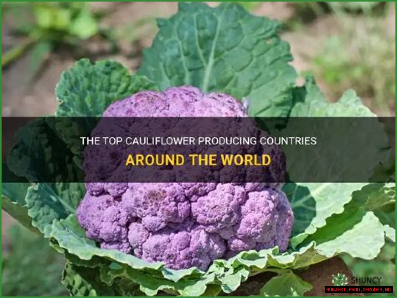What state grows the most cauliflower?