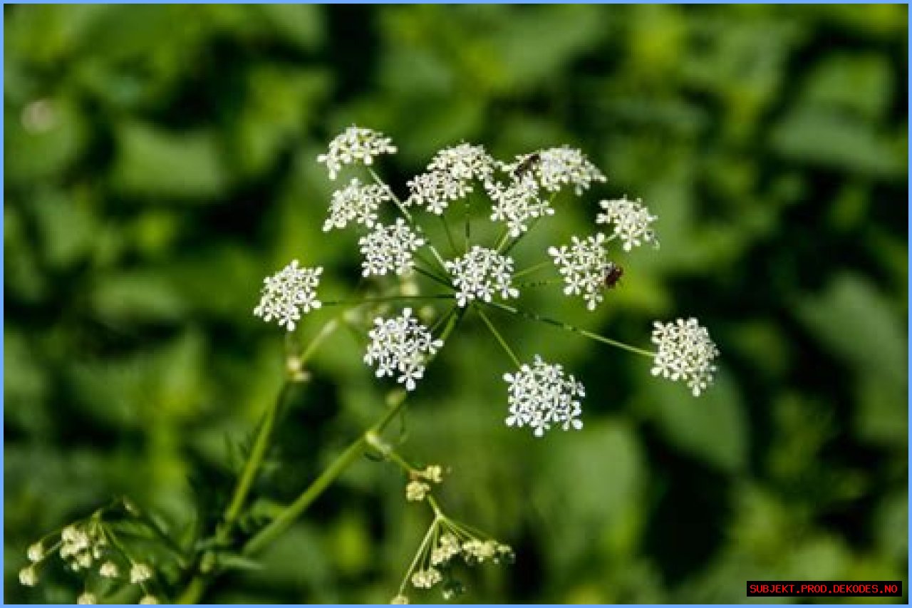 What to Do If You've Touched Poison Hemlock — Best Life